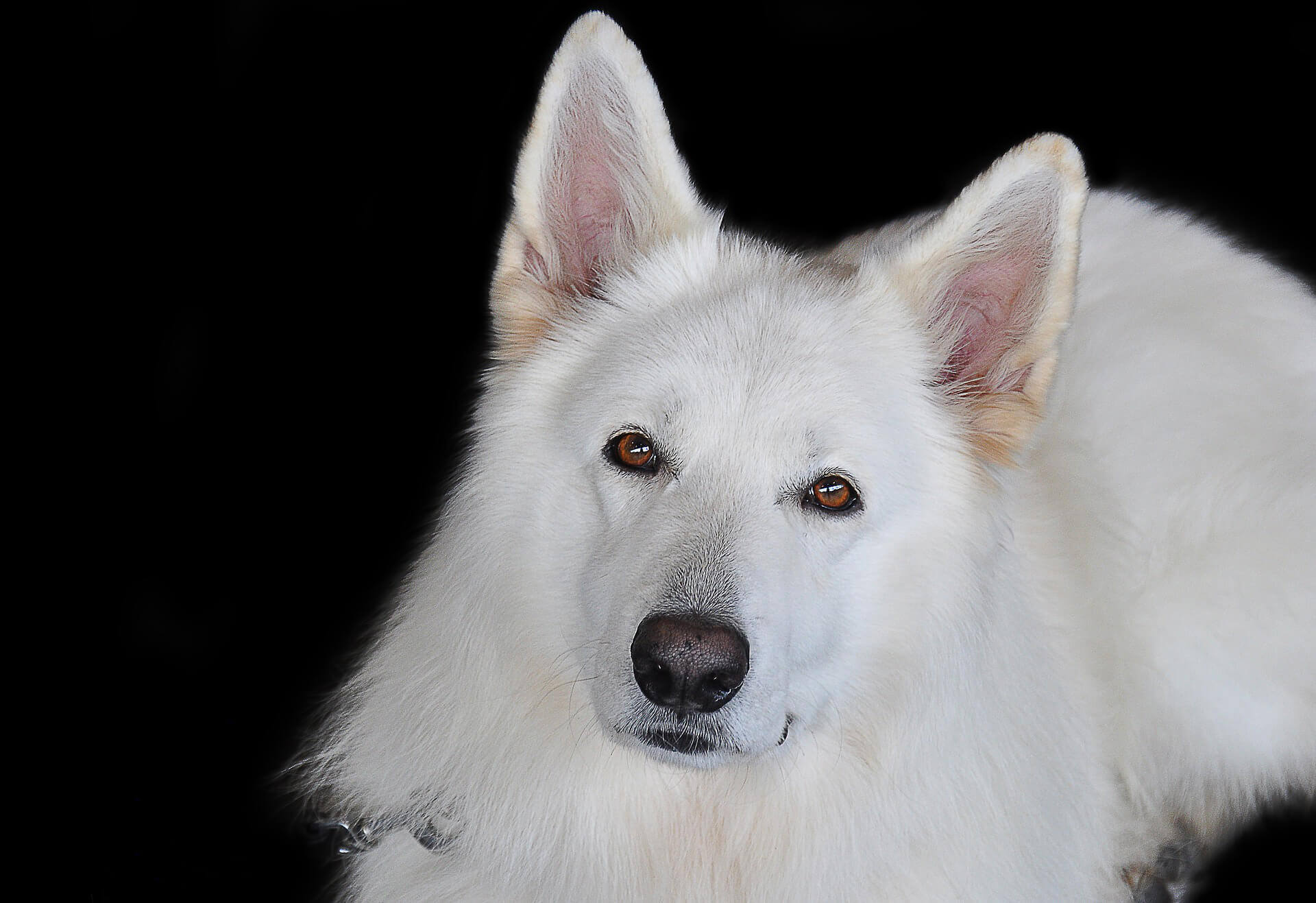 midcoast animal rescue