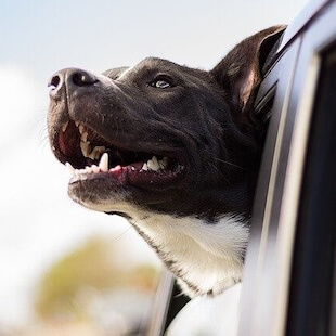 Dog Services in Brunswick