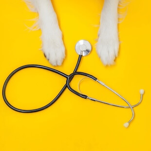 General Pet Services in Brunswick